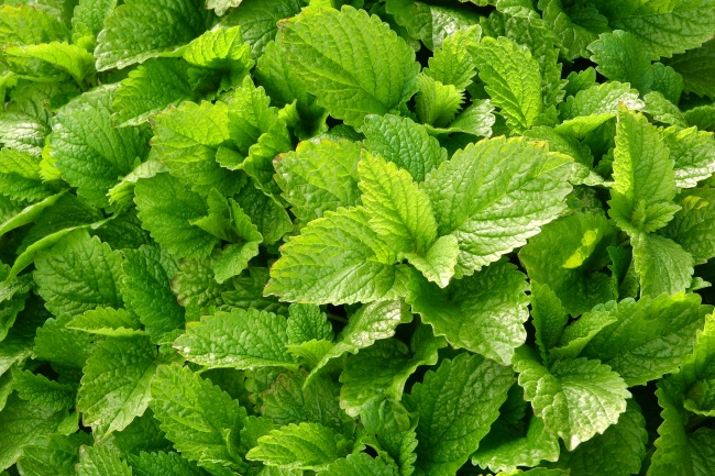炎炎夏日，聊聊清爽的薄荷想必一定是喜聞樂(lè)見(jiàn)